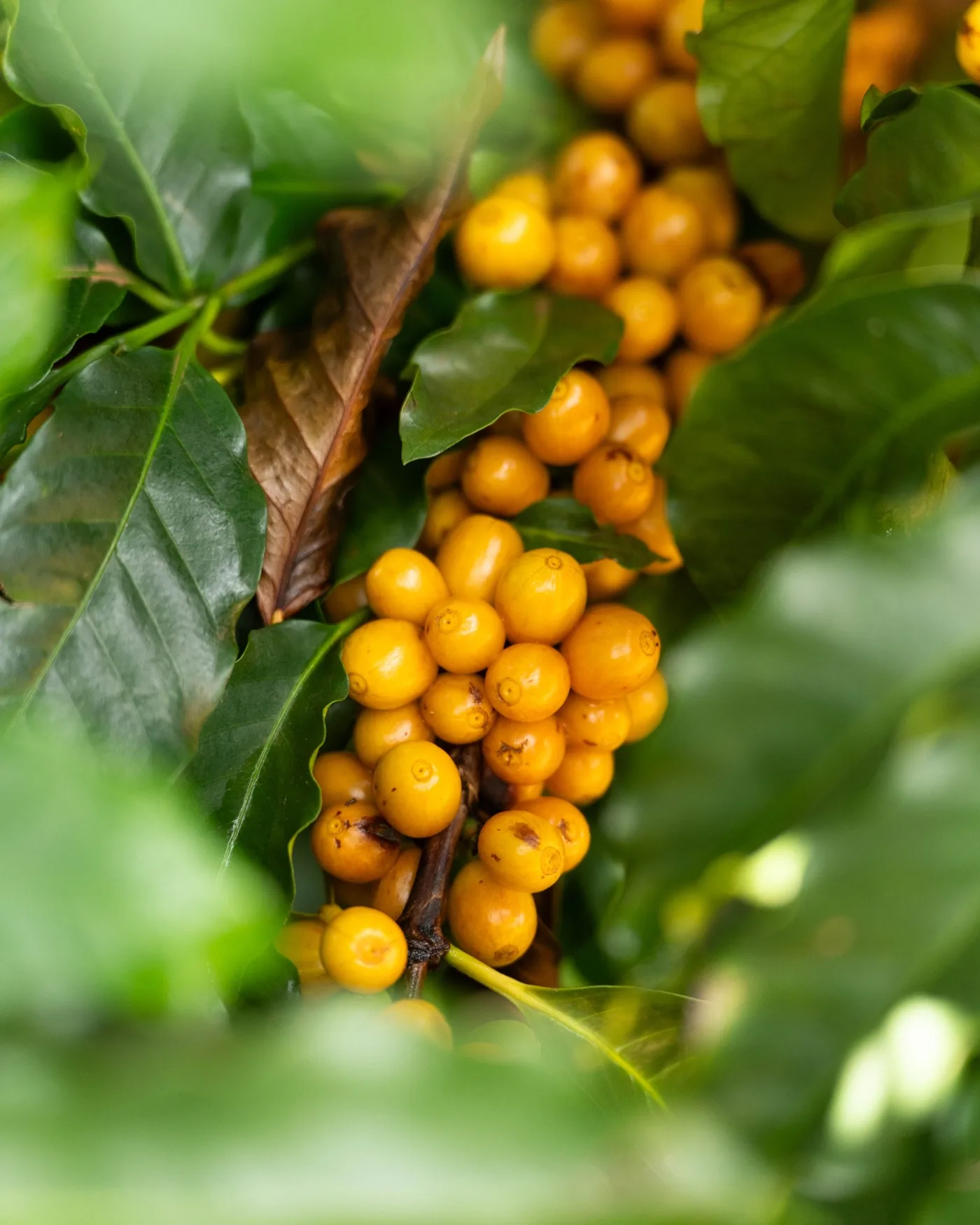 Ripe yellow coffee cherries