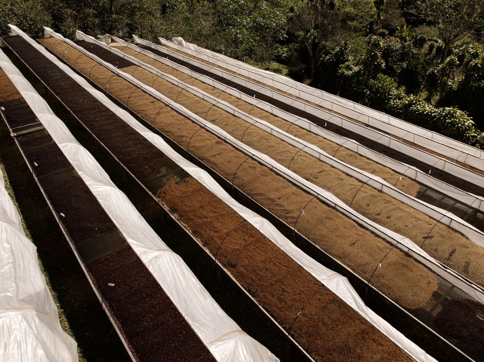 Controlled coffee drying structures in Panama